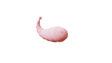 Stymulator Łechtaczki Mini Vibrator B - Series Cute | 100% ORYGINAŁ| DYSKRETNA PRZESYŁKA